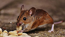 24 Hour & Emergency Exterminators in Farmington, IL